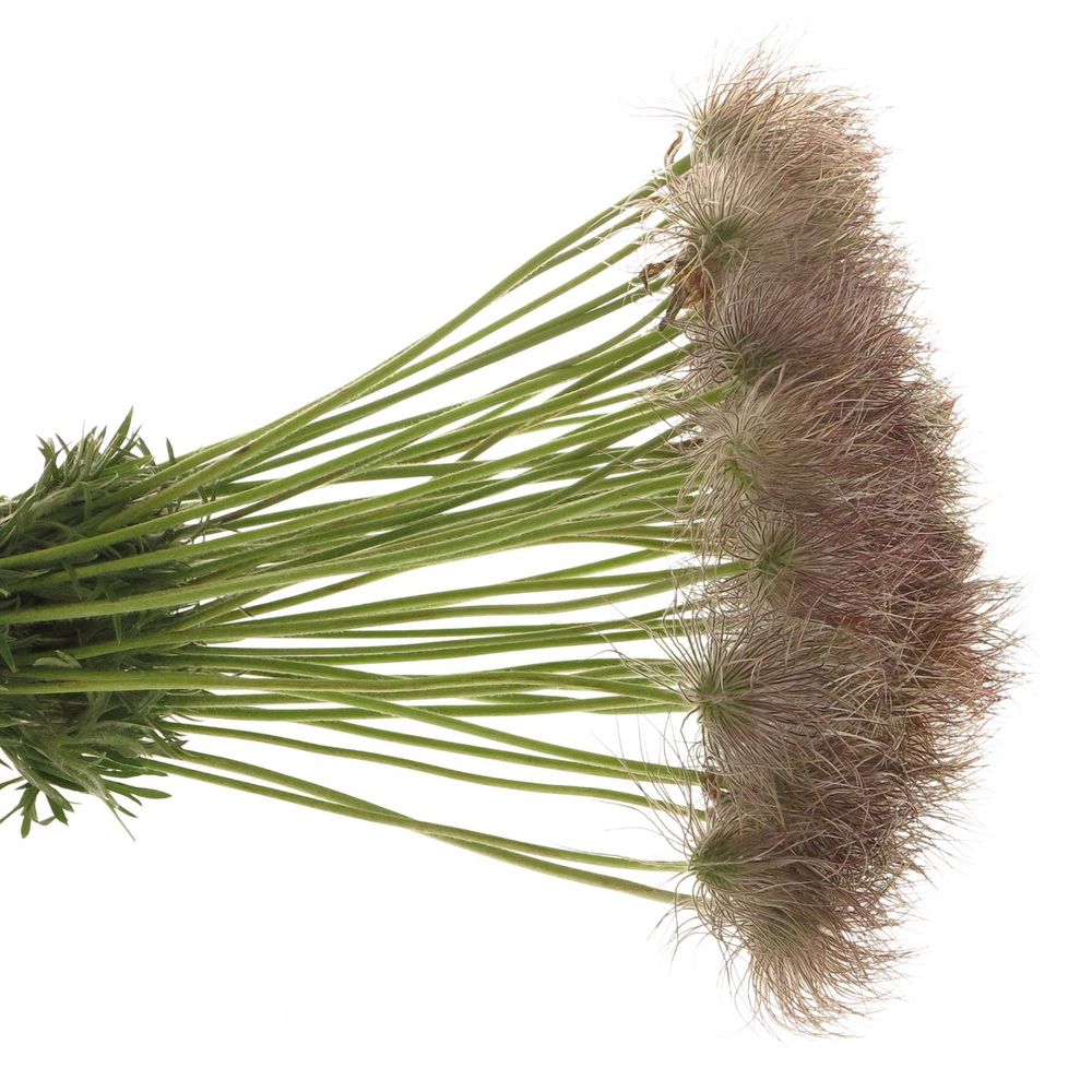 Pulsatilla braun 40cm