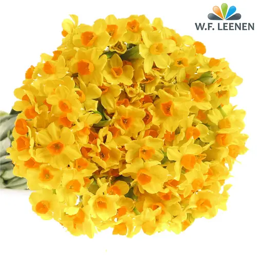 Narzisse gelb Grand Soleil 50cm