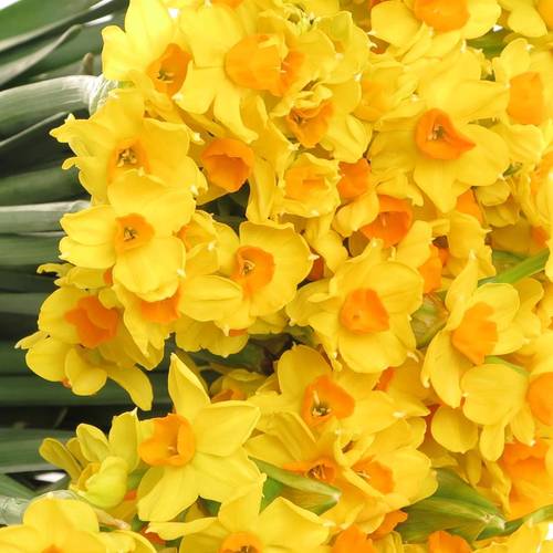 Narzisse gelb Grand Soleil 50cm