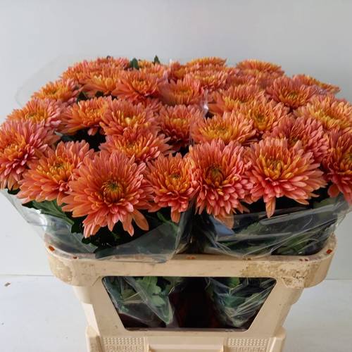 Chrys.Deko apricot Baltica Salmon 80Gramm 80cm DE