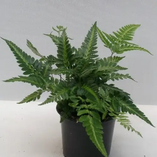Arachnoides Adiantiformis T11 H025