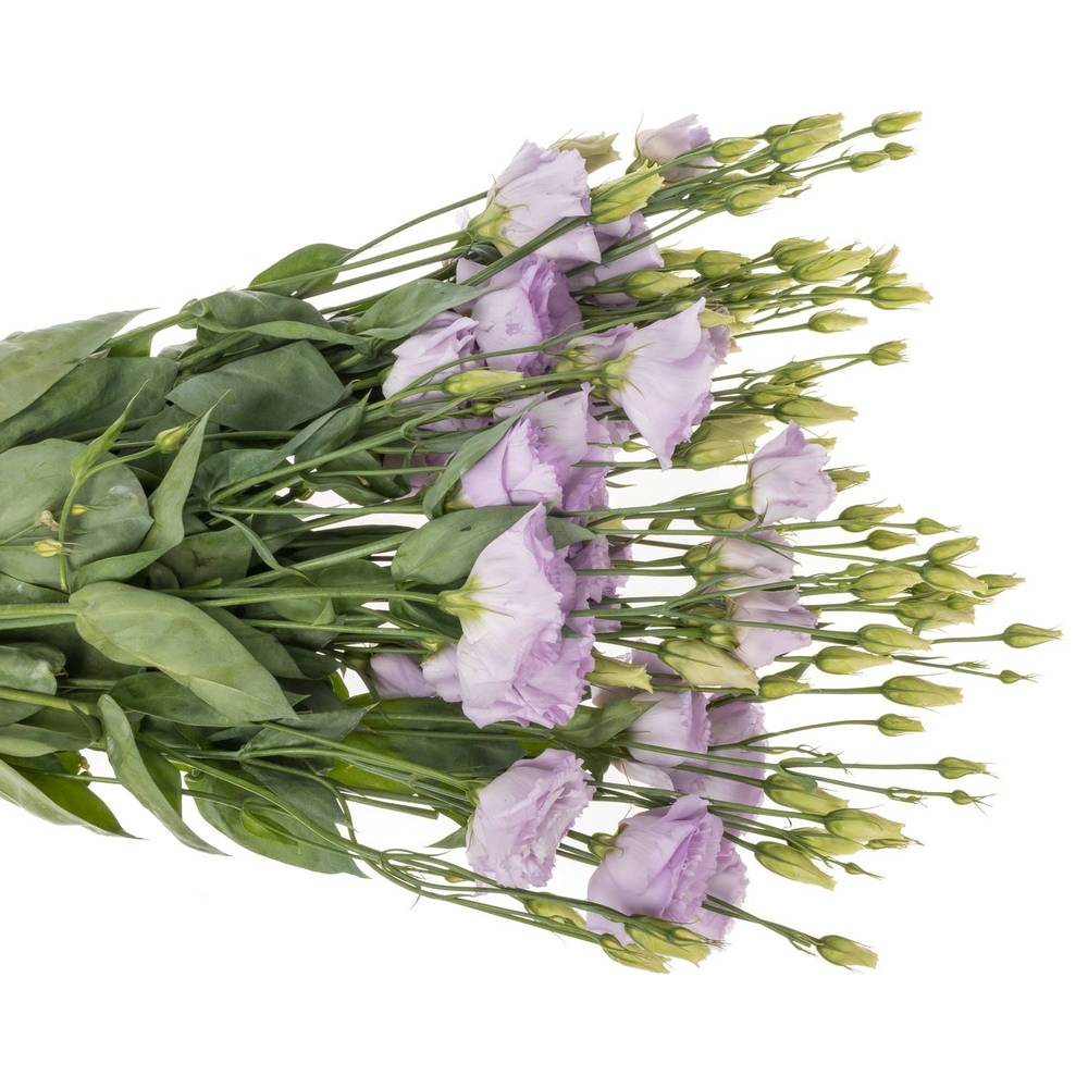 Lisianthus lavendel Lisanne 5+Blüte 70cm