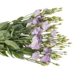 Lisianthus lavendel Lisanne 5+Blüte 70cm
