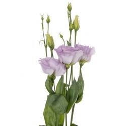 Lisianthus lavendel Lisanne 5+Blüte 70cm