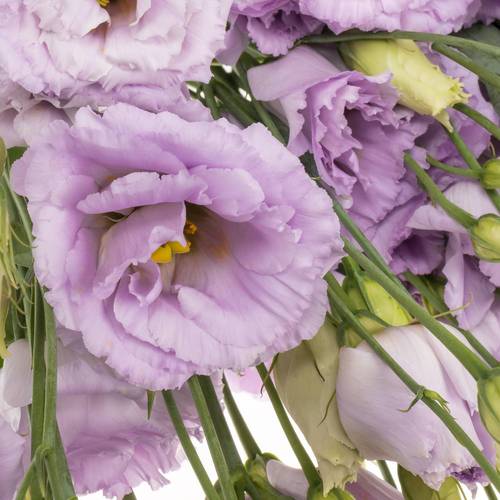 Lisianthus lavendel Lisanne 5+Blüte 70cm