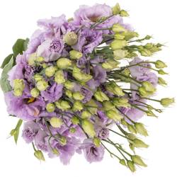 Lisianthus lavendel Lisanne 5+Blüte 70cm