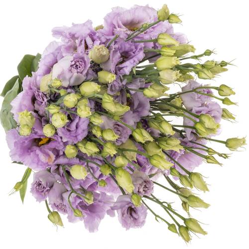 Lisianthus lavendel Lisanne 5+Blüte 70cm