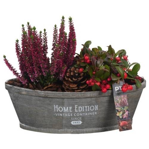 Garten.Arr PTHO4192 T32 H029