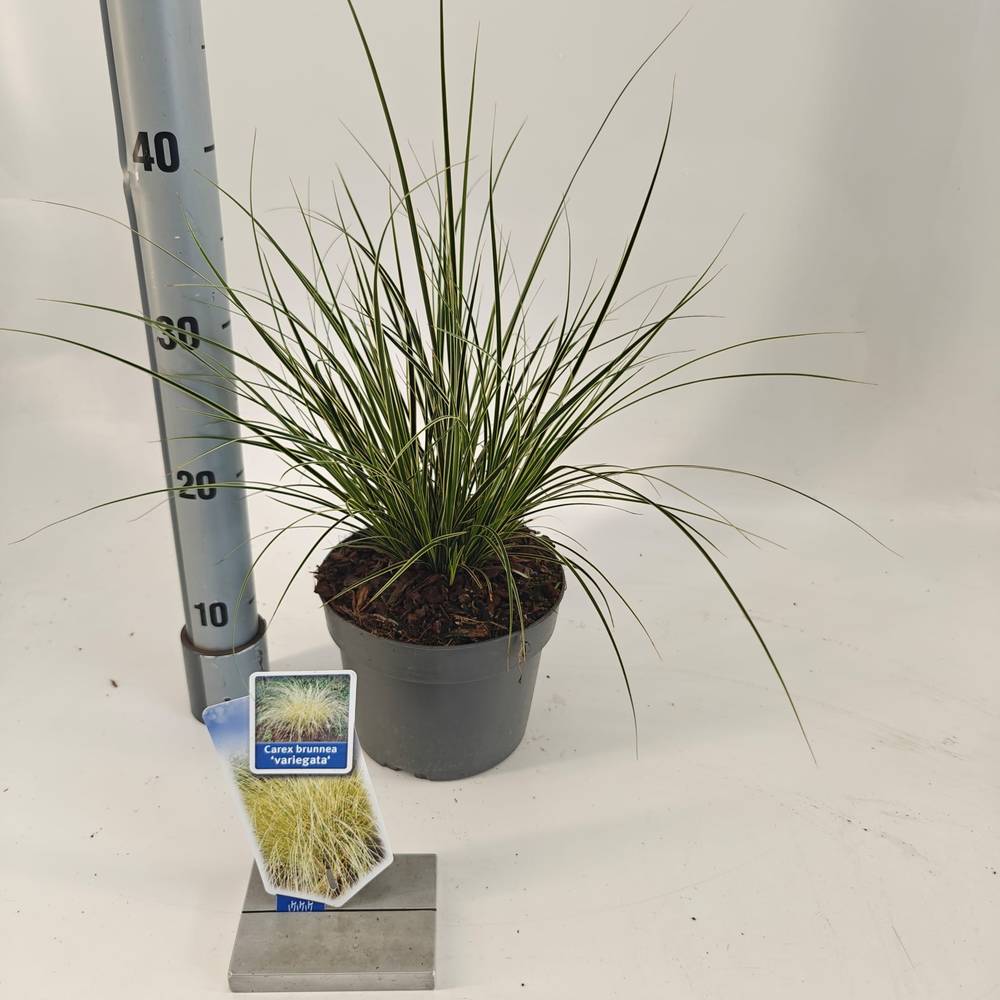 Carex Brunnea Aureovariegata T17 H40