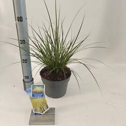Carex Brunnea Aureovariegata T17 H40