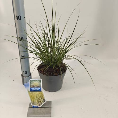 Carex Brunnea Aureovariegata T17 H40