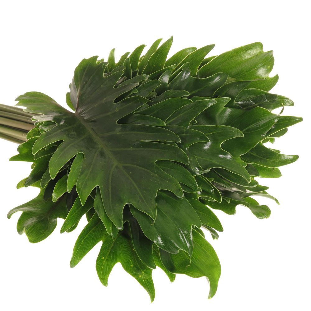 Philo Xanadu Blatt grün 50cm