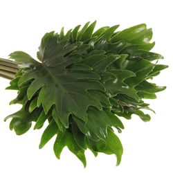 Philo Xanadu Blatt grün 50cm