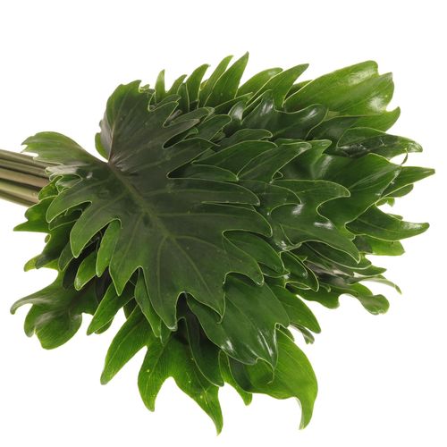 Philo Xanadu Blatt grün 50cm