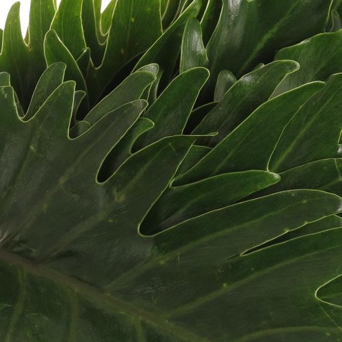 Philo Xanadu Blatt grün 50cm