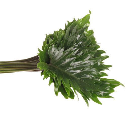 Philo Xanadu Blatt grün 50cm