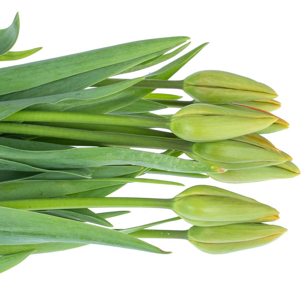 Franz.orange Avignon 75 Gramm 55cm