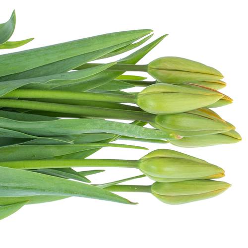 Franz.orange Avignon 75 Gramm 55cm