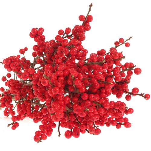 Ilex rot extra  40cm