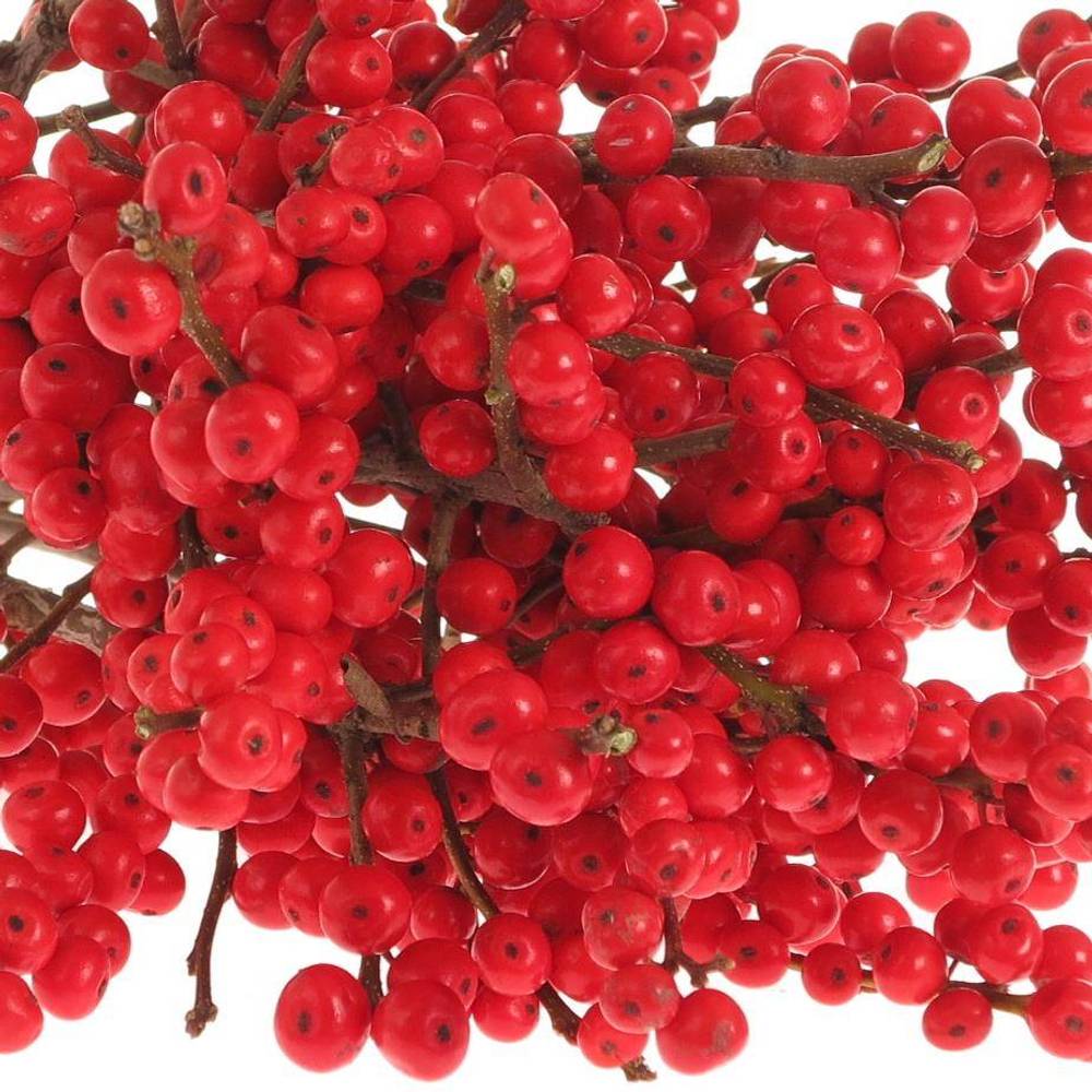 Ilex rot extra  40cm