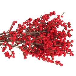 Ilex rot extra  40cm