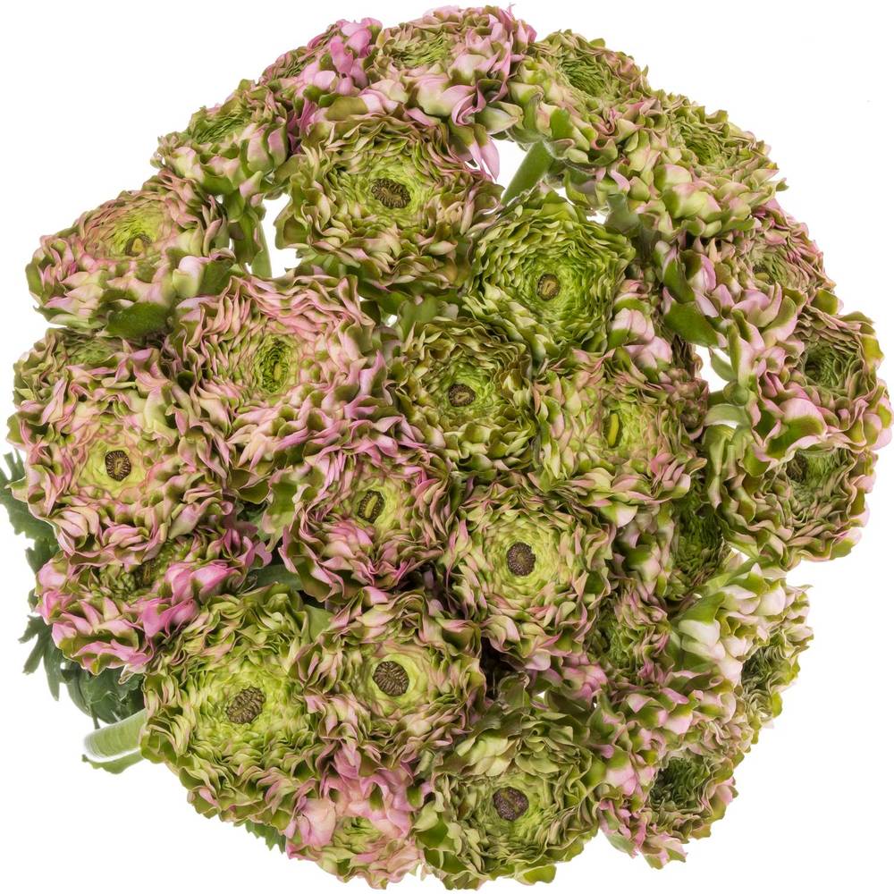 Ranunkel rosa Pon Pon Candy 45cm