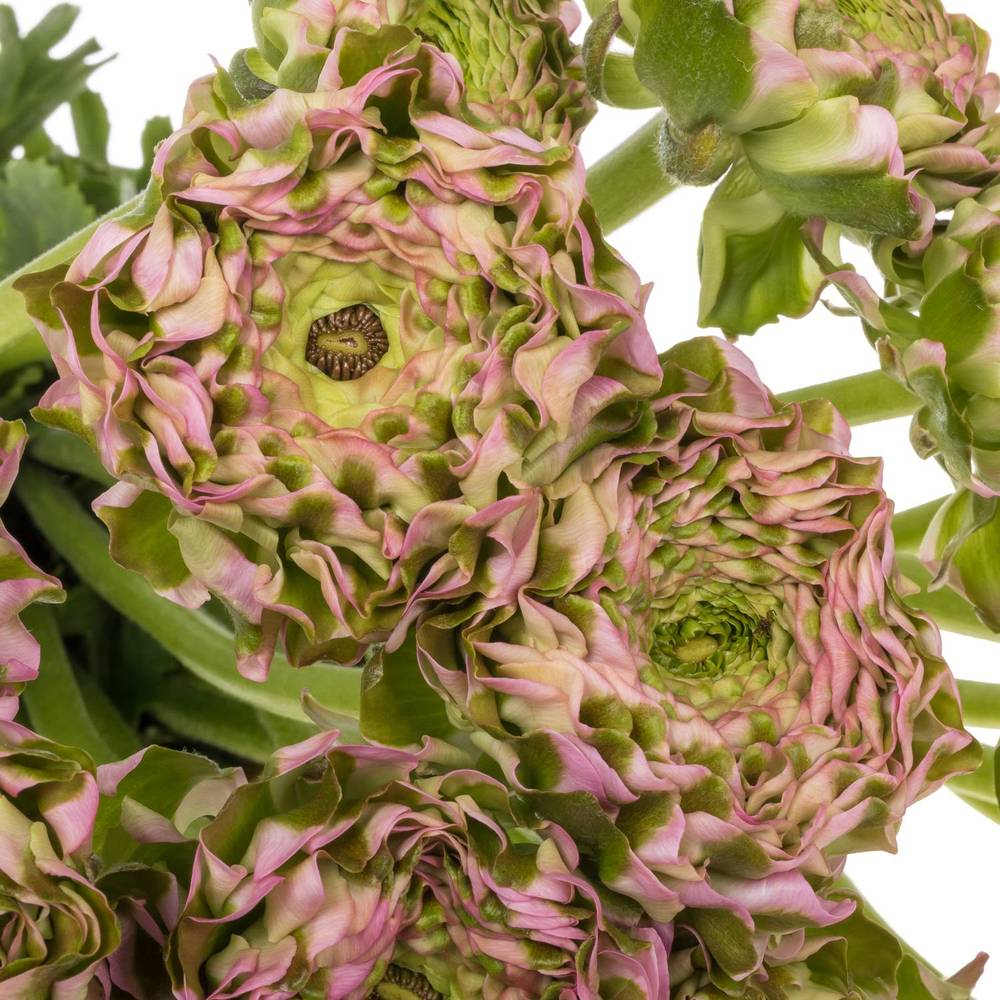 Ranunkel rosa Pon Pon Candy 45cm