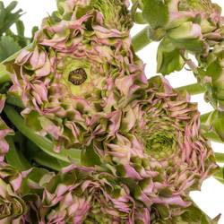 Ranunkel rosa Pon Pon Candy 45cm