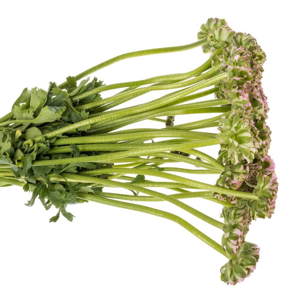 Ranunkel rosa Pon Pon Candy 45cm