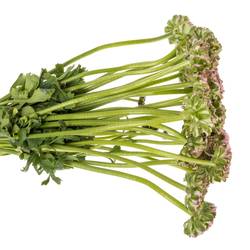 Ranunkel rosa Pon Pon Candy 45cm