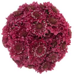 Scabiosa fuchsia Hot Pink 70cm