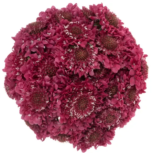 Scabiosa fuchsia Hot Pink 70cm