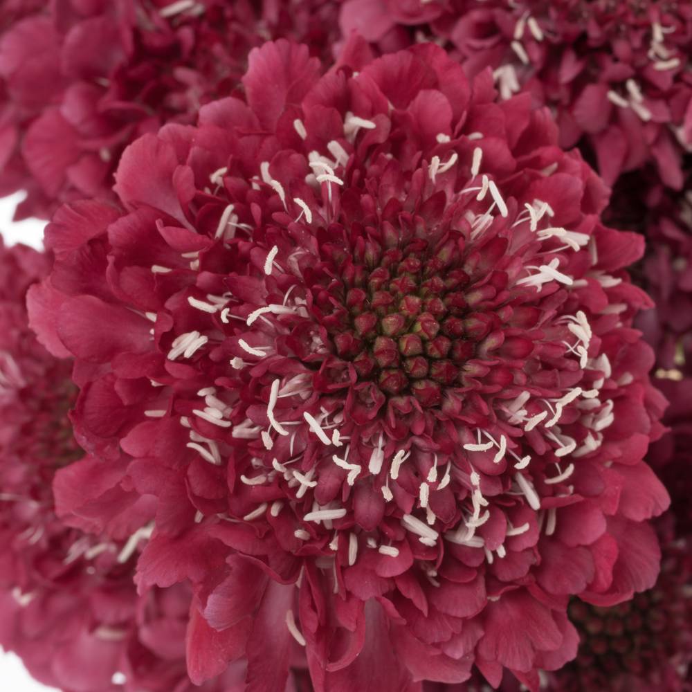 Scabiosa fuchsia Hot Pink 70cm