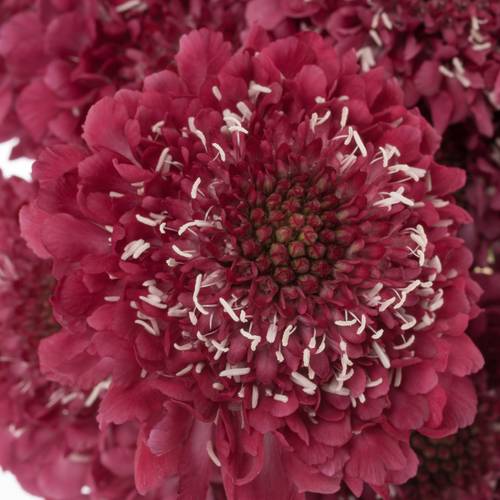 Scabiosa fuchsia Hot Pink 70cm