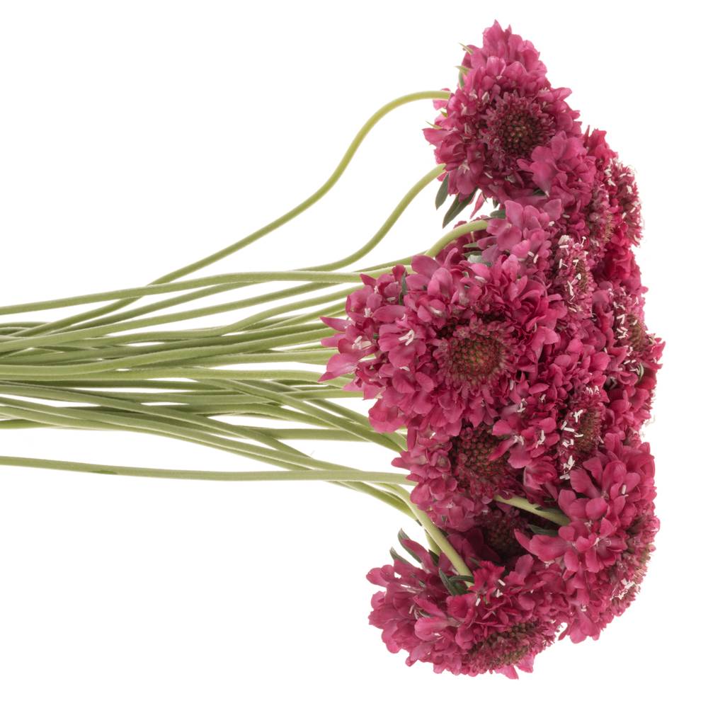 Scabiosa fuchsia Hot Pink 70cm