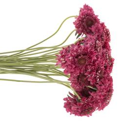 Scabiosa fuchsia Hot Pink 70cm