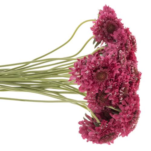 Scabiosa fuchsia Hot Pink 70cm