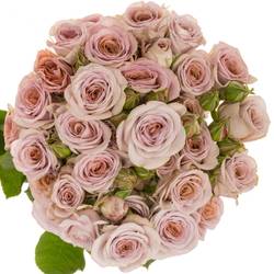 Rose verzweigt rosa nadia duran 4+Blüte 50cm