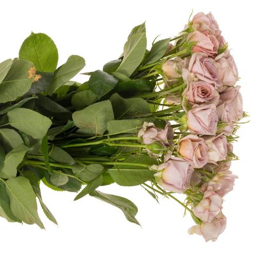 Rose verzweigt rosa nadia duran 4+Blüte 50cm