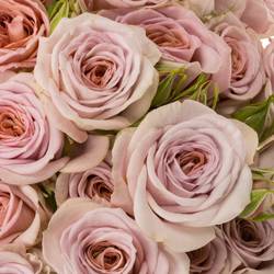 Rose verzweigt rosa nadia duran 4+Blüte 50cm