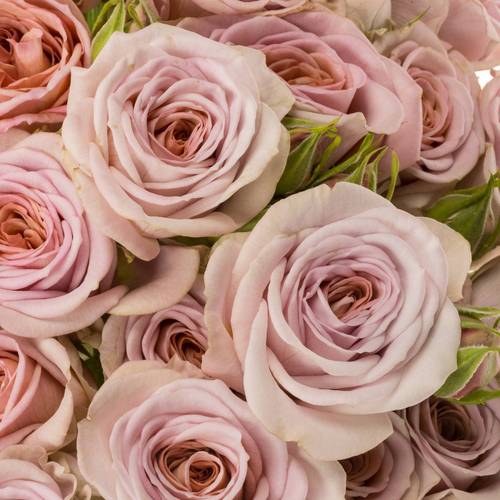 Rose verzweigt rosa nadia duran 4+Blüte 50cm