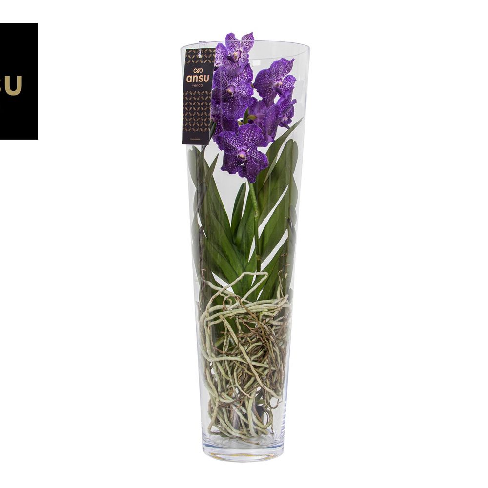 Vanda lila Lisanne Glas T24 H70