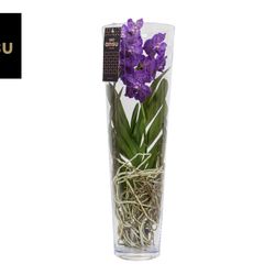 Vanda lila Lisanne Glas T24 H70