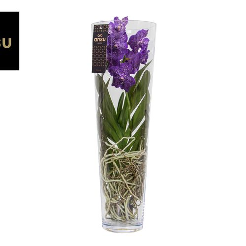 Vanda lila Lisanne Glas T24 H70