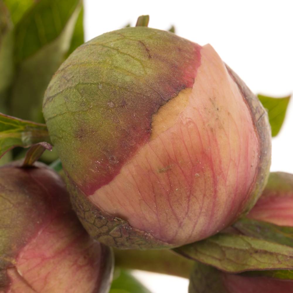 Pfingstrose salmon Athene 40 cm