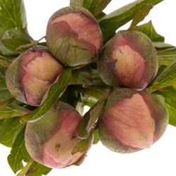 Pfingstrose salmon Athene 40 cm