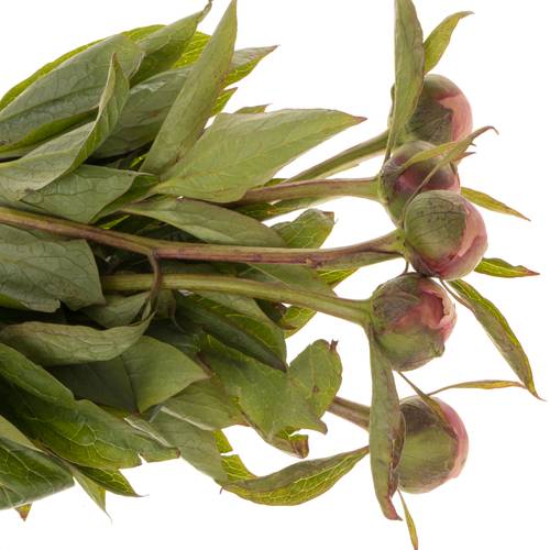 Pfingstrose salmon Athene 40 cm