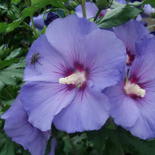 Hibiscus Syr. Oiseau Bleu lila T19 H50