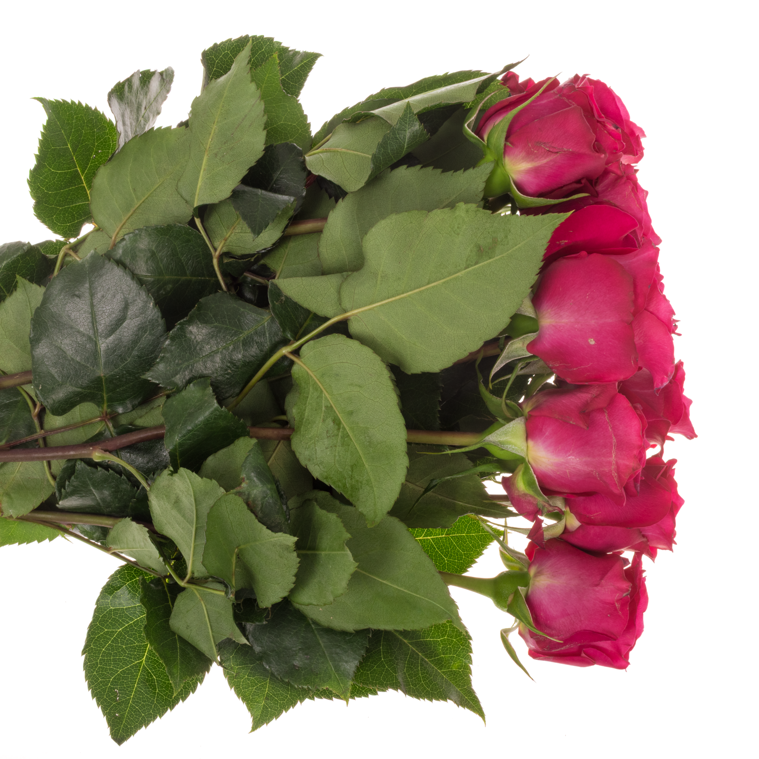 Rose hell rosa David Austin Constance 50cm