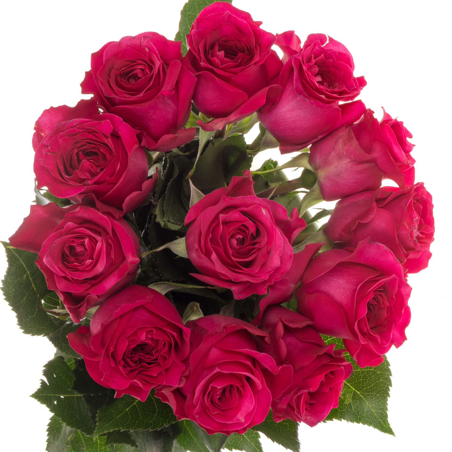 Rose hell rosa David Austin Constance 50cm